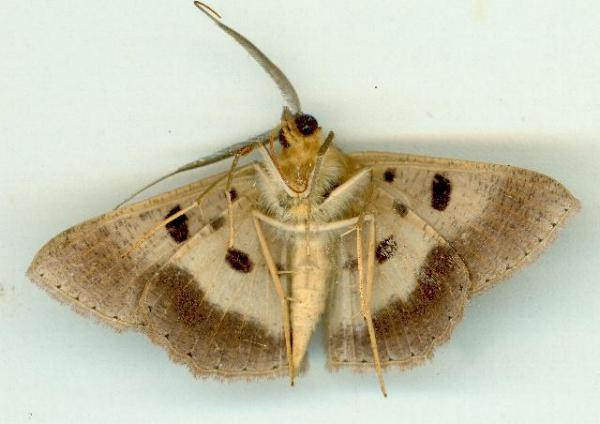 Petelia medardaria