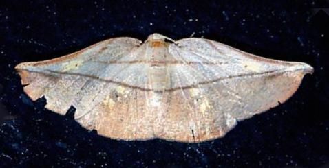 Xenomusa metallica