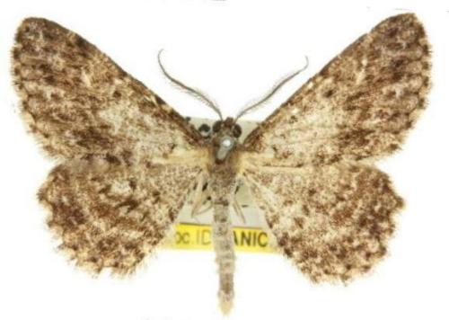 Thallogama nigraria