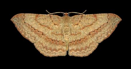 Luxiaria ochrophara