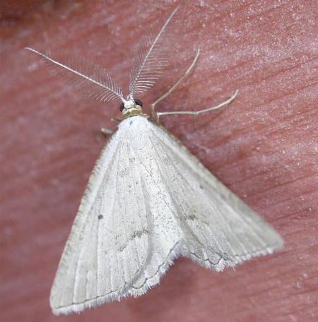 Casbia ochthadia