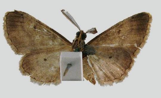 Syneora odontosticha