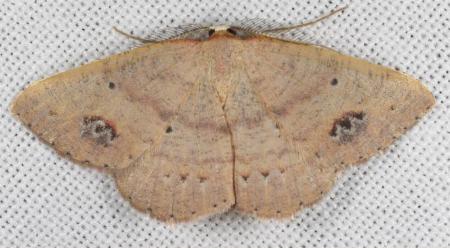 Casbia oenias