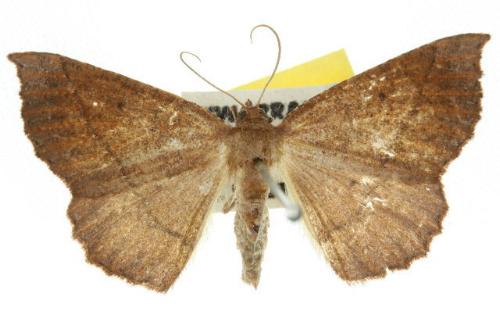 Idiodes pellophanes