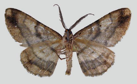 Hypomecis platyleuca