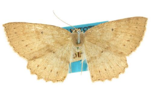 Casbia plinthodes