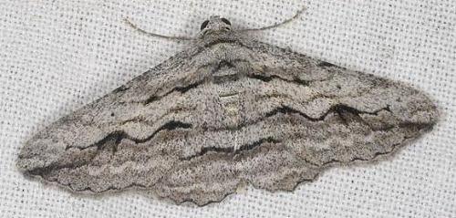 Syneora praecisa
