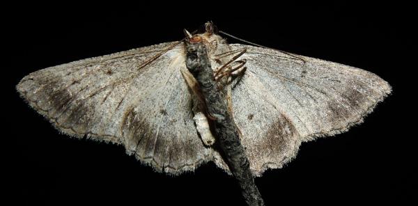 Syneora praecisa