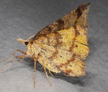 Rhinodia rostraria