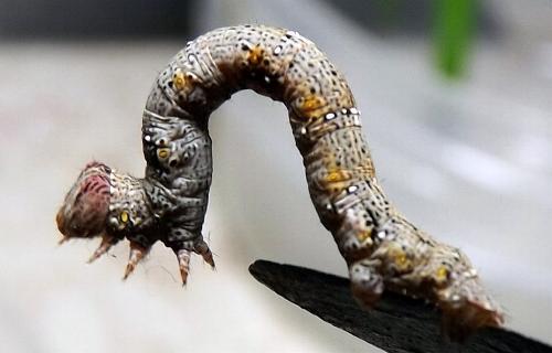 Pholodes sinistraria larva