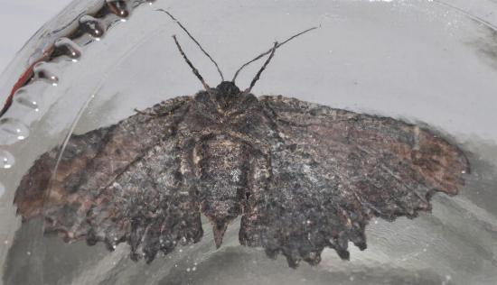 Pholodes sinistraria