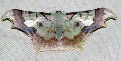 Zeheba spectabilis
