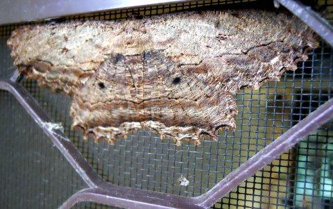 Chorodna strixaria