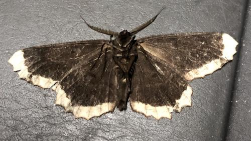 Chorodna strixaria