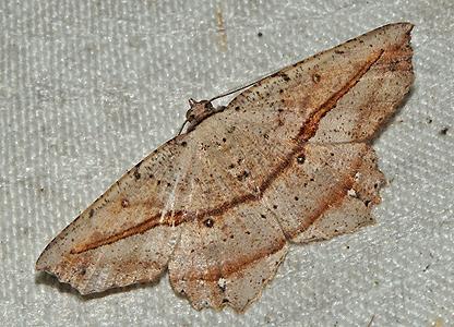 Polyacme subpulchra