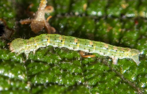 Casbia tanaoctena