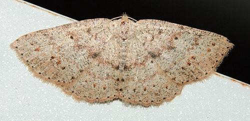 Casbia tanaoctena