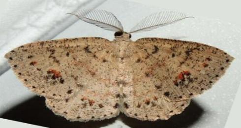 Casbia tanaoctena