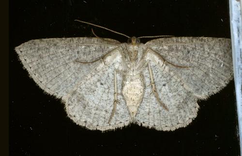 Casbia tanaoctena