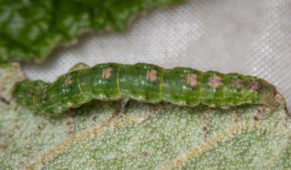 Casbia tanaoctena