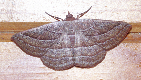 Nadagara xylotrema