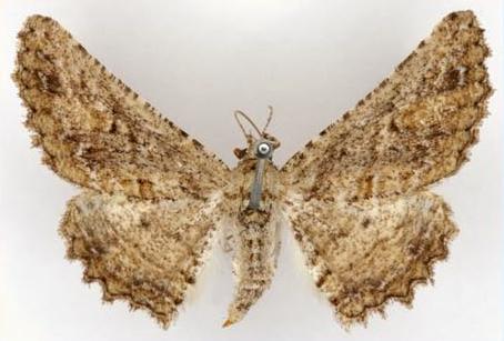 Boarmia zaloschema