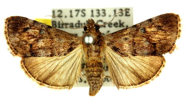 Orthaga amphimelas