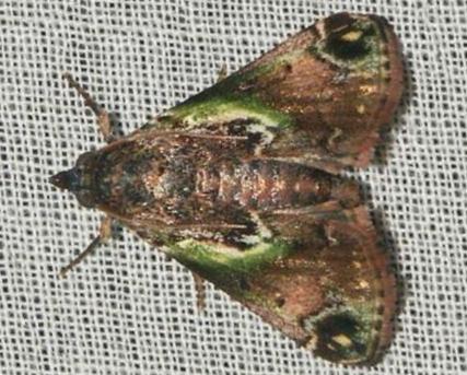 oddiana callizona
