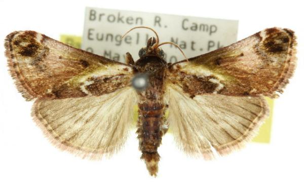 Doddiana callizona