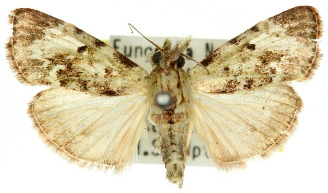 Stericta chloanthes