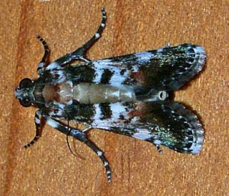 Termioptycha eucarta