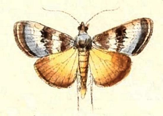 Termioptycha eucarta