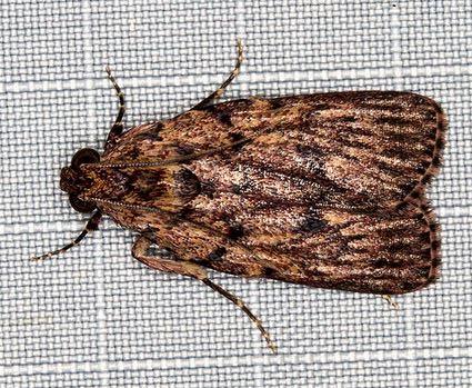 Mimaglossa habitalis