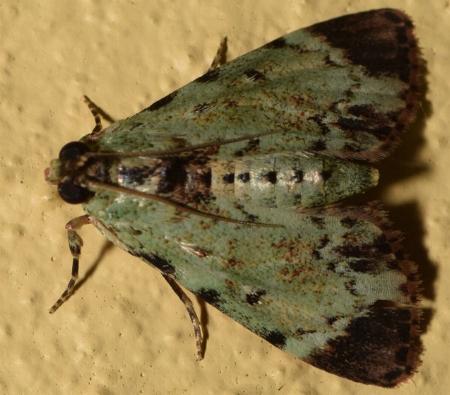 Orthaga melanoperalis