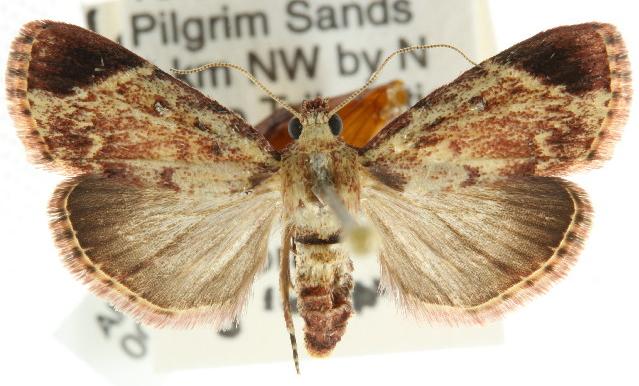 Orthaga melanoperalis