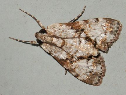 Stericta nephelodes