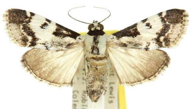 Orthaga seminivea
