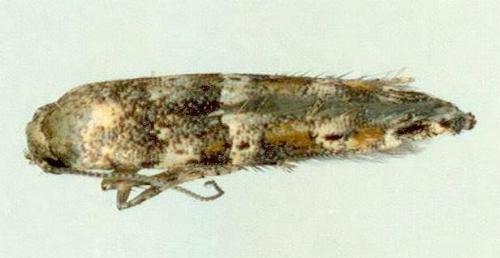 Epermenia commonella