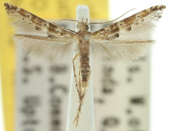 Epermenia commonella