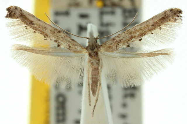 Epermenia exilis