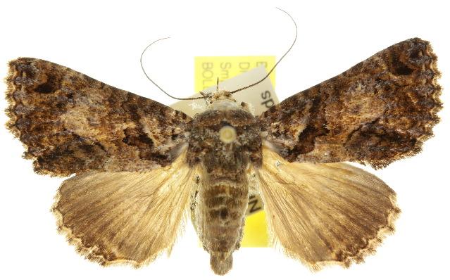 Erygia apicalis