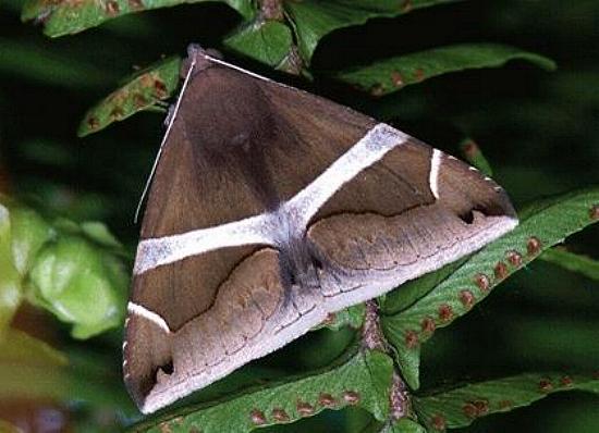 Bastilla arctotaenia