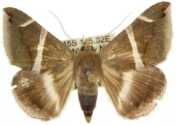 Bastilla arctotaenia