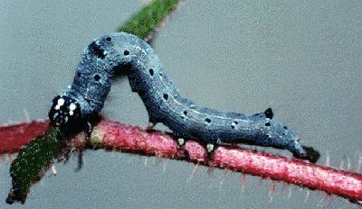 Achaea argilla