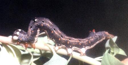 Achaea argilla