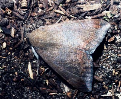 Achaea argilla