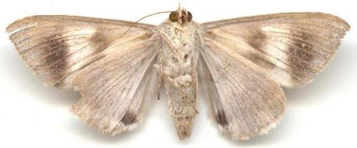 Achaea argilla