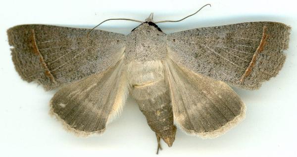 Pantydia capistrata
