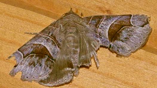 Bastilla copidiphora