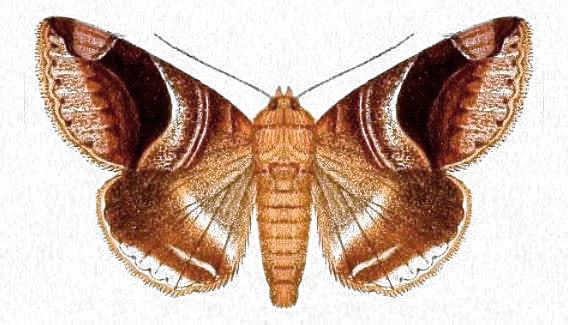 Bastilla copidiphora